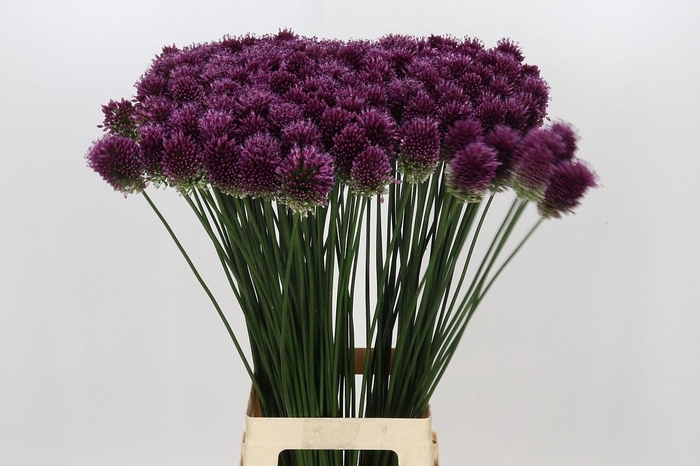 <h4>Allium Sphaerocephalon</h4>