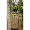 Philodendron Brasil