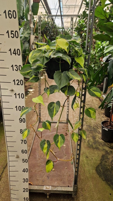 <h4>Philodendron Brasil</h4>