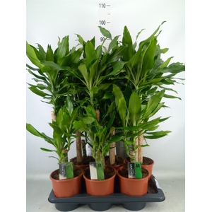 Dracaena frag. 'Steudneri'