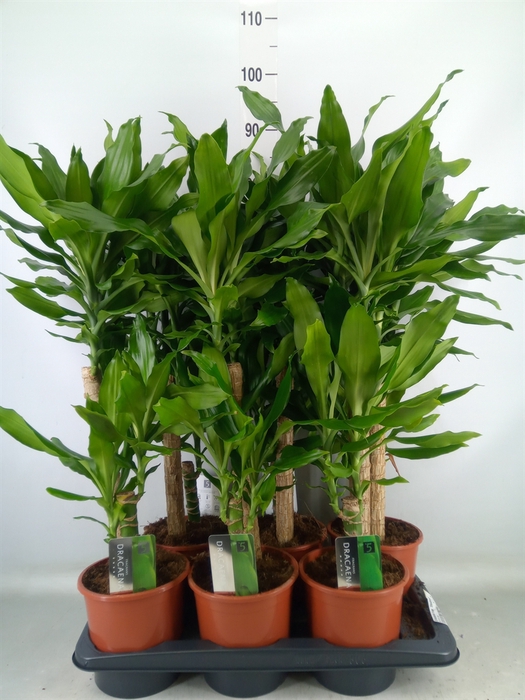 <h4>Dracaena frag. 'Steudneri'</h4>