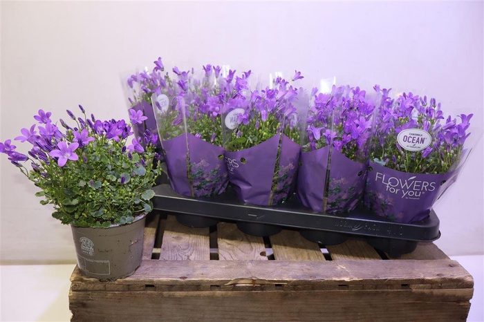 <h4>Camp Por Ocean</h4>