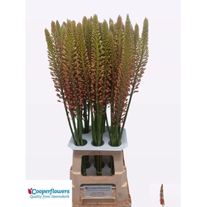 EREMURUS CLEOPATRA EREMURUS CLEOPAT