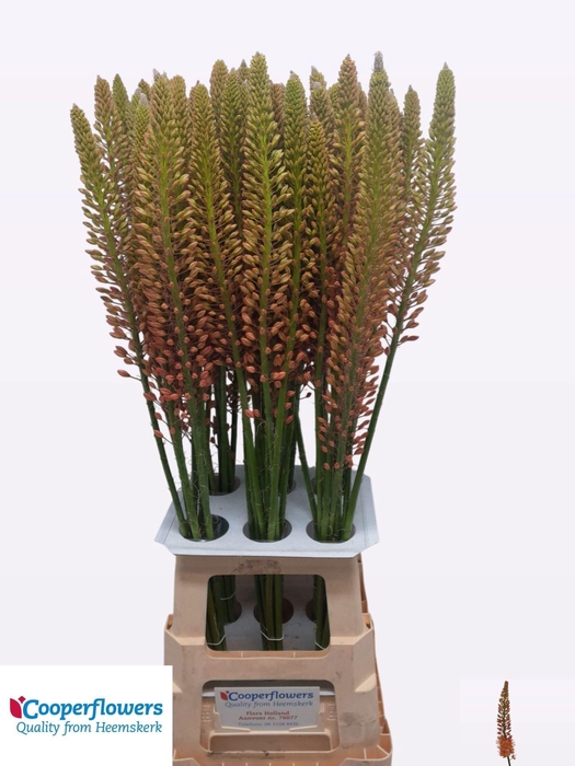 <h4>EREMURUS CLEOPATRA EREMURUS CLEOPAT</h4>