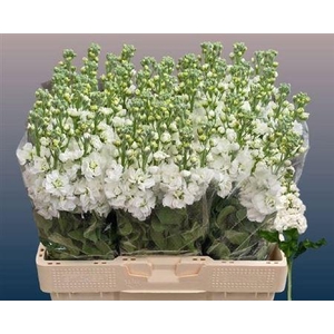 Matth Aida White