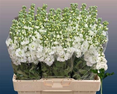 <h4>Matth Aida White</h4>