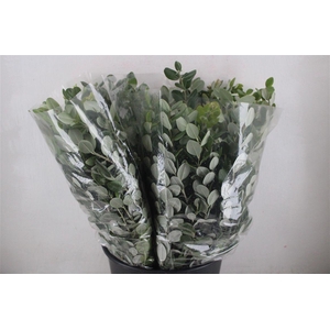 Pittosp Ralphi Leaves 200gr P Bunch