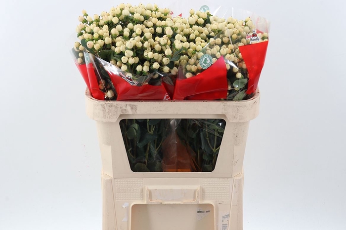 <h4>Hypericum andr. 'Cool Romance'</h4>