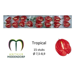 Anth A Tropical 6 cm X15 Middendorp