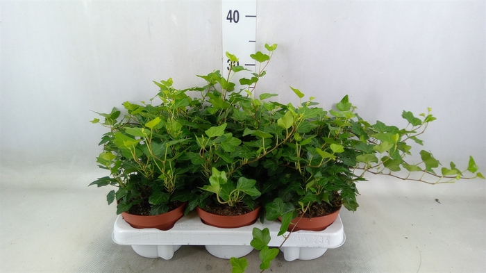 <h4>Hedera helix 'Wonder'</h4>
