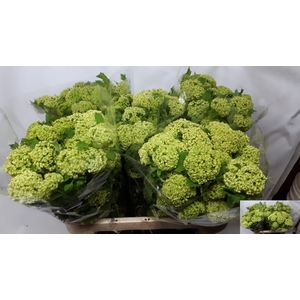 VIBURNUM ROSEUM ST