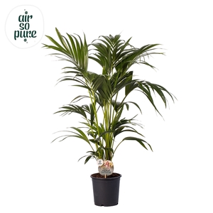 KENTIA - P21 H110 - 6PP - Air So Pure (Howea forsteriana)