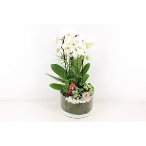 arr2 PL - Glas cilinder phal. wit