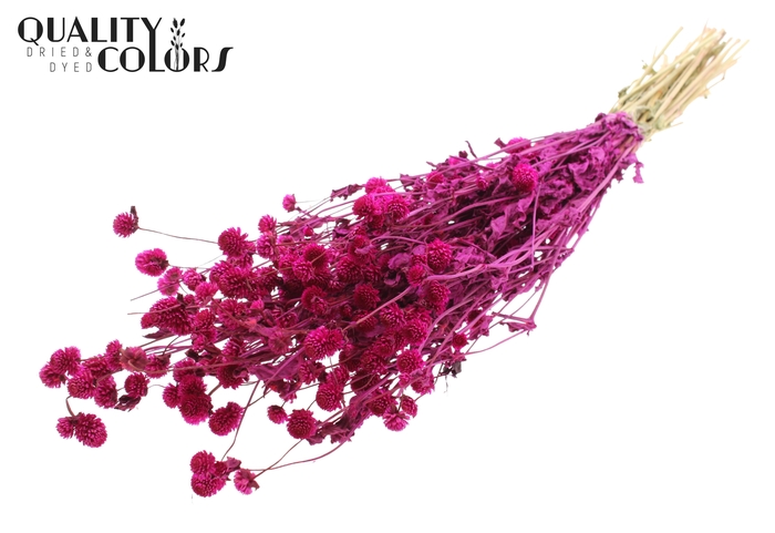 <h4>Gomphrena per bunch Lilac</h4>