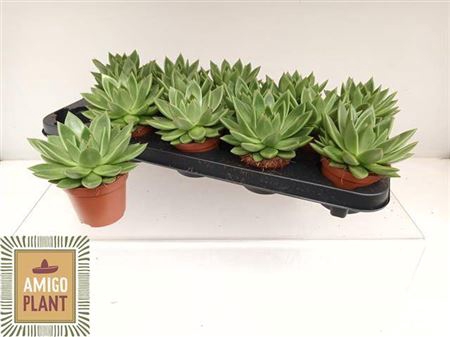 <h4>Echeveria 'Miranda'</h4>