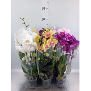 Phalaenopsis  'Elegant Cascade'