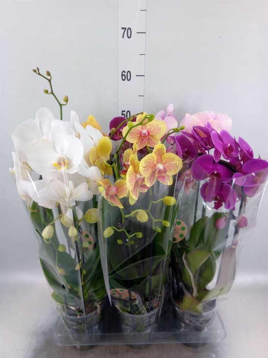 <h4>Phalaenopsis  'Elegant Cascade'</h4>