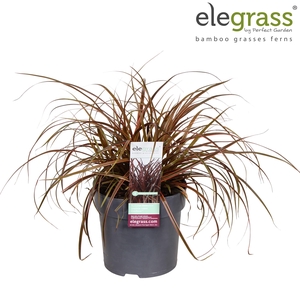 Uncinia rubra 'Everflame' P14