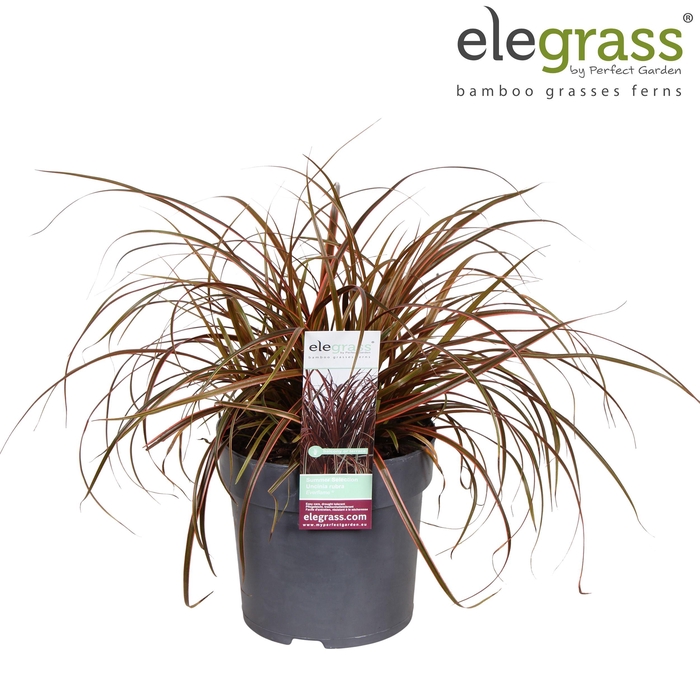 <h4>Uncinia rubra 'Everflame' P14</h4>