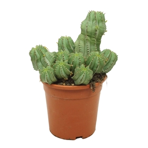 Euphorbia