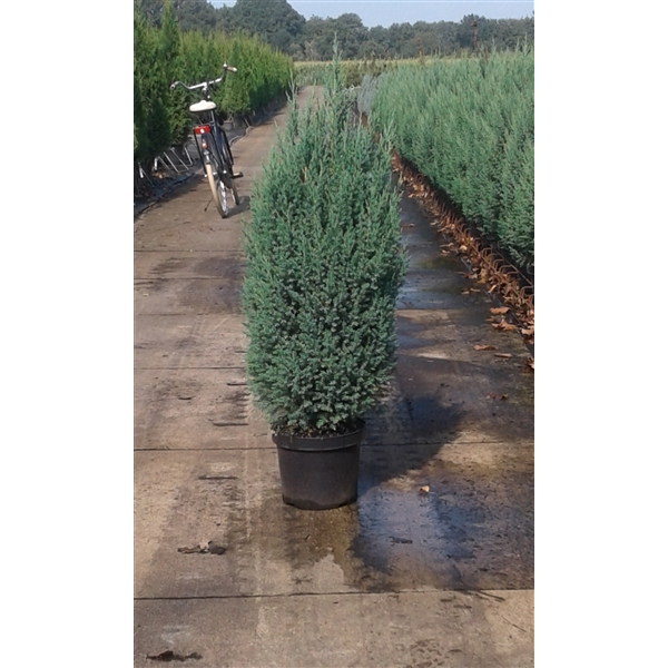 <h4>Juniperus chinensis 'Stricta'</h4>