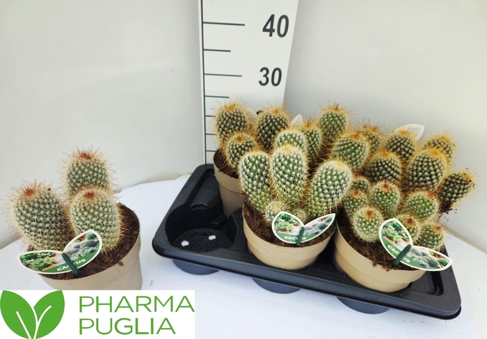 <h4>MAMM SPINOSISSIMA</h4>