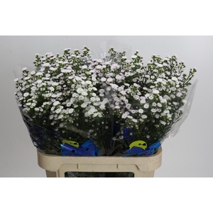 Aster White Gypsy