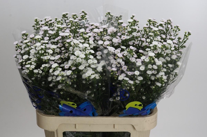 <h4>Aster White Gypsy</h4>