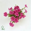 PET SURF CRAZY PINK
