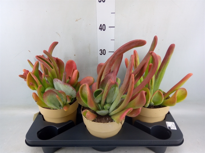 <h4>Kalanchoe NF   ...</h4>