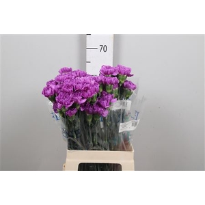 Di St Moonlite Lila
