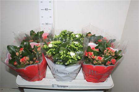 <h4>Kal Ge Gem 2 Kl</h4>