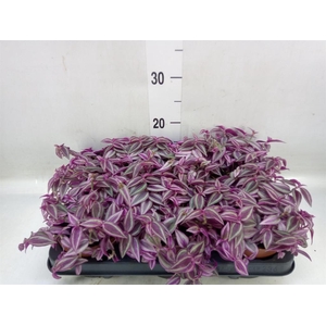 Tradescantia zebr. 'Pink Paradise'