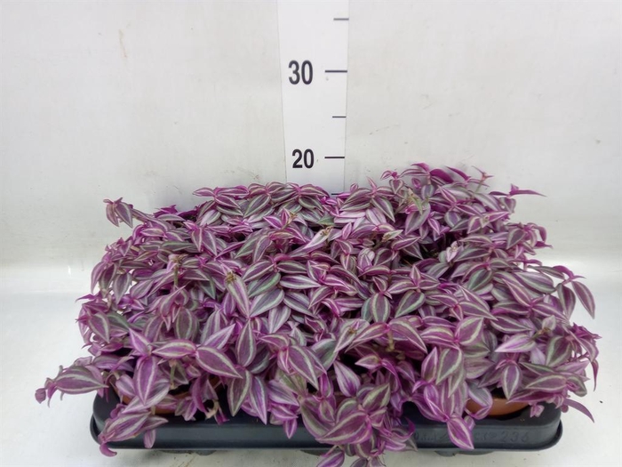 <h4>Tradescantia zebr. 'Pink Paradise'</h4>