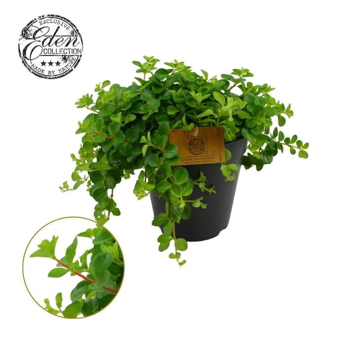 <h4>Peperomia Rotundifolia 15cm</h4>