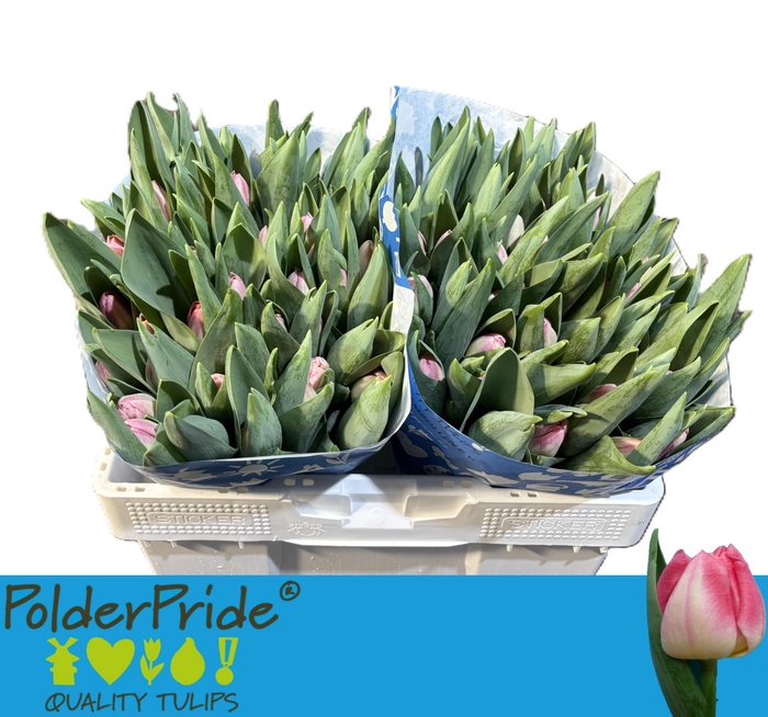 <h4>TU EN PULITZER</h4>