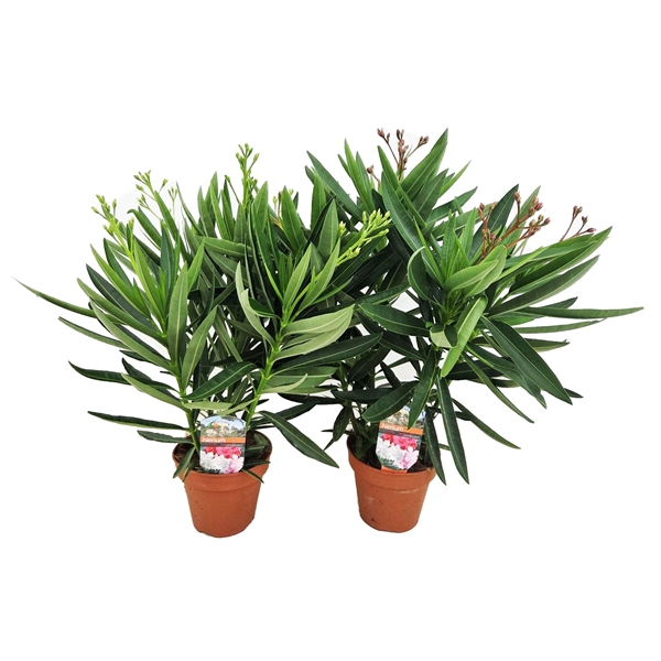 <h4>Nerium oleander</h4>