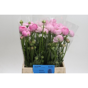 Ranunculus Amandine Marshmallow