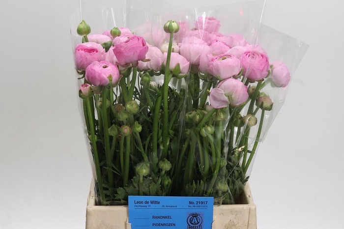 <h4>Ranunculus Amandine Marshmallow</h4>