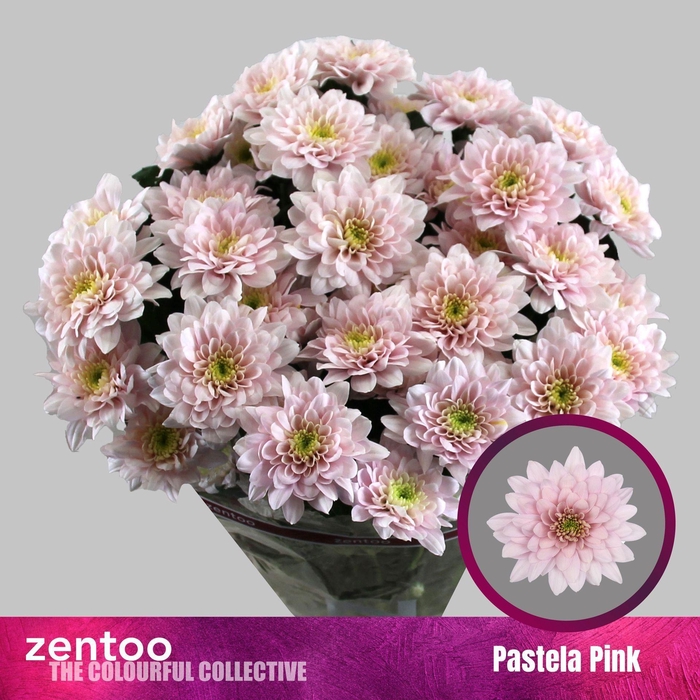<h4>CHRYSANTHEMUM TR 'PASTELA PINK'</h4>