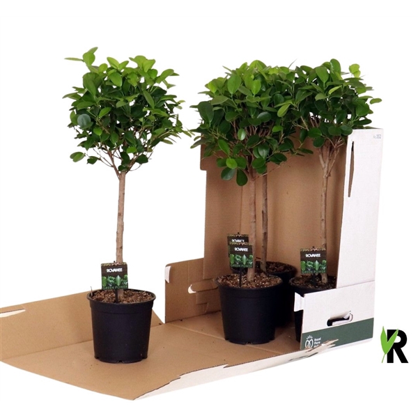 <h4>Ficus micr. Moclame bol op stam in fust 352</h4>