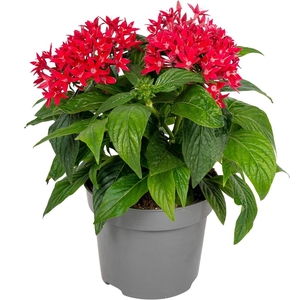 Pentas lanceolata ''Graffiti Cranberry''