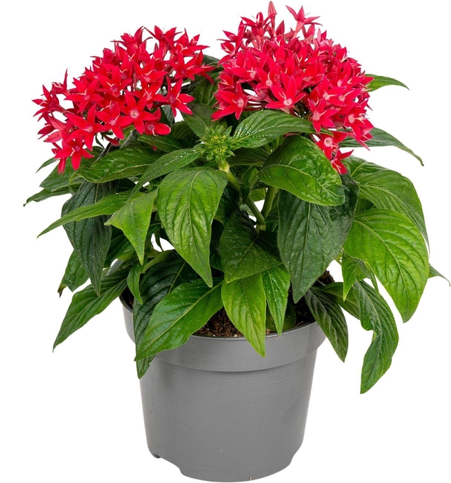 <h4>Pentas lanceolata ''Graffiti Cranberry''</h4>