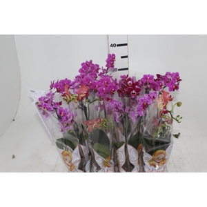 PHALAENOPSIS MINI P06 2 HT