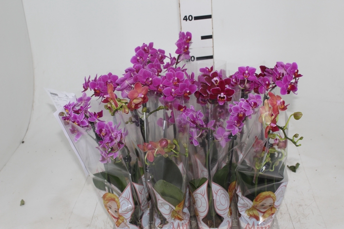 <h4>PHALAENOPSIS MINI P06 2 HT</h4>