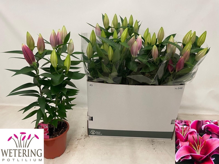 <h4>LIL OR SUNNY KEYS</h4>