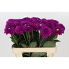 Dahlia Purple Fox