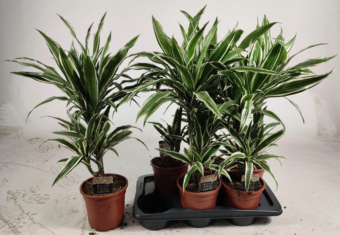 <h4>DRA DE WHITE STRIPE</h4>