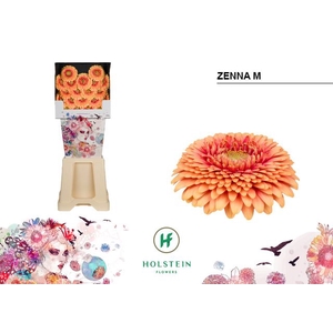 Germini Pomponi Zenna M Diamond