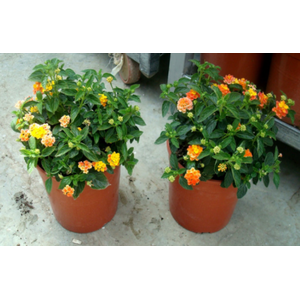 Lantana camara overig